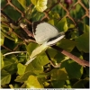 pieris brassicae copula1 don